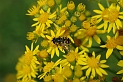 Myathropa florea - A